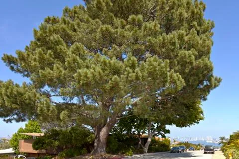 Large pine tree point loma san diego california. Stock Photos