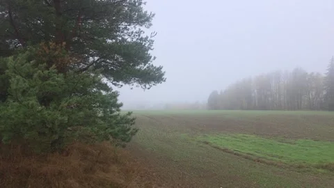 Large Pine Tree Standing On The Edge Of A Misty Agricultural Field Stock Footage 348057850