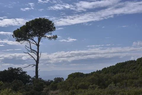 A large pine tree surrounded by low vegetation Stock Photos