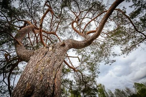 Large pine tree with twisted branches and textured bark viewed from below a.. Stock Photos