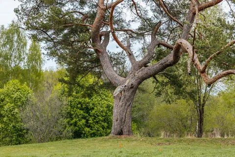 Large pine tree with twisted branches and textured bark standing on grassy .. Stock Photos