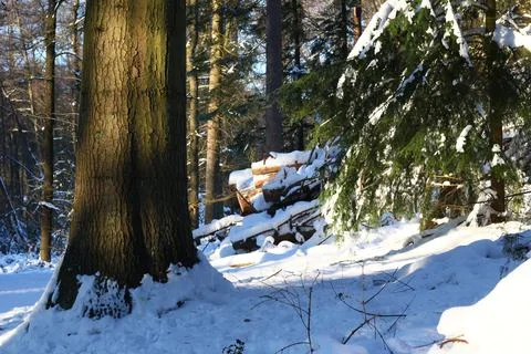 Large pine tree in winter in a forest with fresh snow with sunlight Stock Photos
