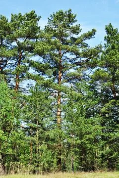 Large pine trees against a clear blue sky. Stock Photos