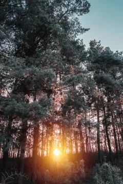 Large pine trees against a sunset Stock Photos