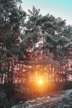 Large pine trees against a sunset Stock Photos