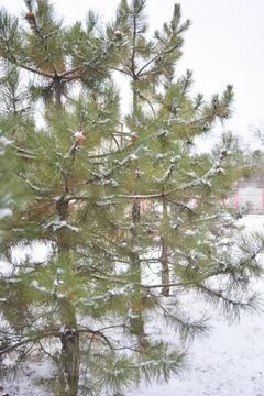 Large pine trees covered with fluffy white Christmas snow in December. Stock Photos
