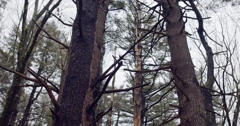 Large Pine Trees in a Forrest Stock Footage 124700612