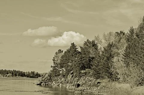 Large pine trees by the riverbank Stock Photos