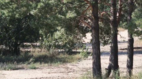 Large pine trees on the sand on the coast Vídeo Stock 209970047
