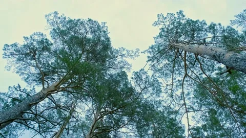 Large Pine trees in the spring before nightfall. low angle view to the Wild g Stock Footage 155250181