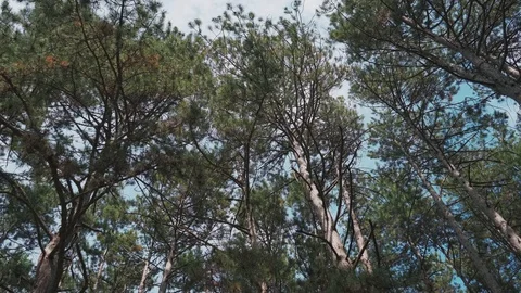 Large pine trees sway in the wind in the wood Stock Footage 128751737