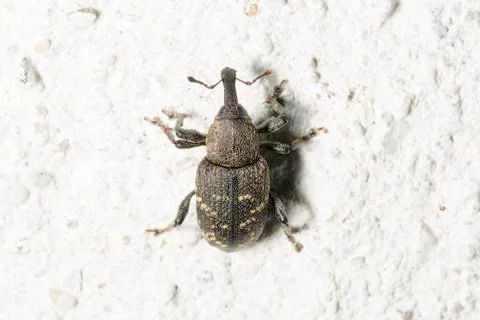 Large Pine Weevil Close Up Foto stock