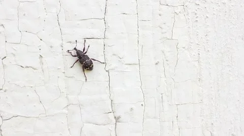 The large pine weevil(Hylobius abietis) crawling on the white cracked wall Stockbeeldmateriaal 53536172