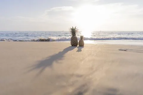 Large pineapple and small pineapple stand on the sand against the background  Stock Photos