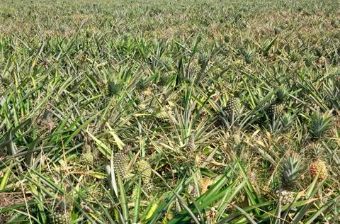 Large pineapple farm Stock Photos