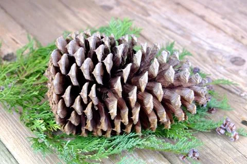 Large pinecone on an old wooden table, forest, nature Stock Photos