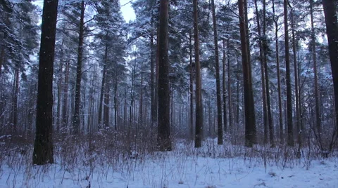 Large pines in winter Park Stock-Footage 59131698