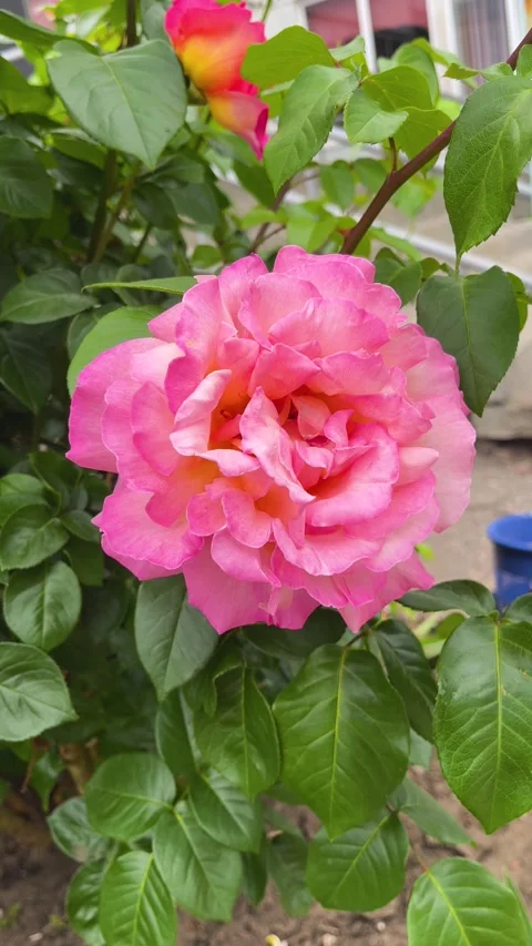 A large pink blooming fragrant rose surrounded by green leaves in a summer Stock Footage 312917659
