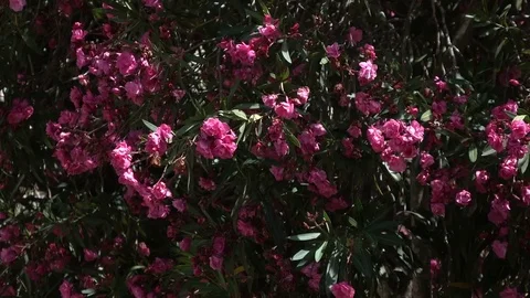 Large Pink Blossoms Blowing in Wind in Israel Видео 78549019
