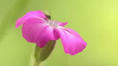 Large pink flower in the mountain forest, Macro shot HDR. Видео 46795949
