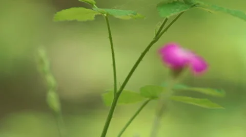 Large pink flower in the mountain forest, Macro shot HDR. Stock Footage 46796143
