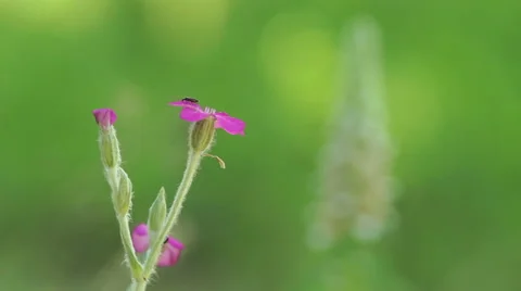 Large pink flower in the mountain forest, Macro shot HDR. Video stock 46796442
