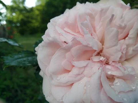 Large pink flower. Stock Photos