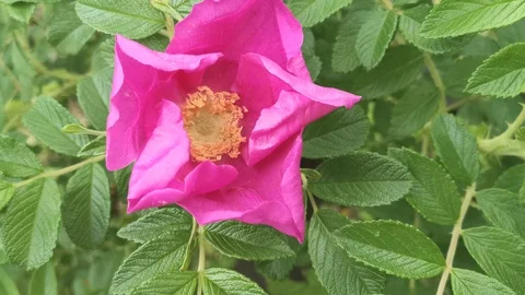Large pink flowers of the far Eastern rose hips. 库存影片 113513607