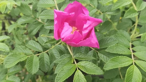 Large pink flowers of the far Eastern rose hips. Vidéo 113513713