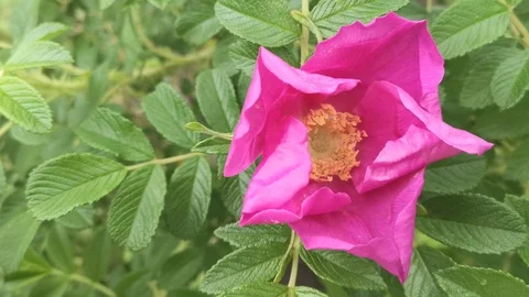 Large pink flowers of the far Eastern rose hips. 库存影片 113513749