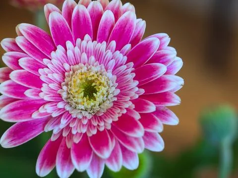 Large Pink Gerbera Foto stock
