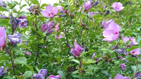 Large pink hibiscus Stock Footage 314074664