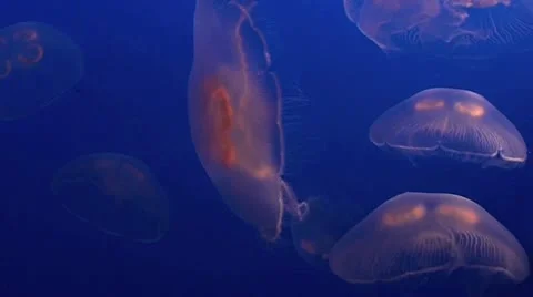 Large Pink Jelly Fish Stock Footage 12617170