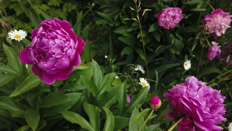 Large pink peonies on a background of grass, swaying in the wind Stock Footage 134008652