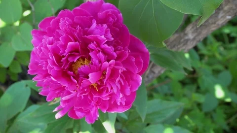 Large Pink Peony Video stock 78215459