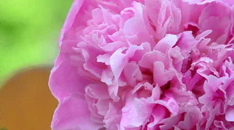 Large pink peony in the garden. Close shot Stock Footage 34693548