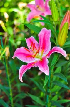 Large pink Stock Photos