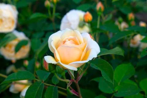 Large Pink Rose -03 Stock Photos