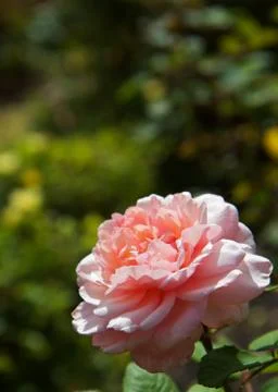 Large pink rose Stock Photos