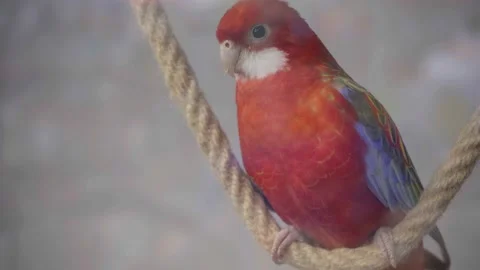Large pink rosella Platycercus elegans parrot siting rope pet shope window Stock Footage 135273920