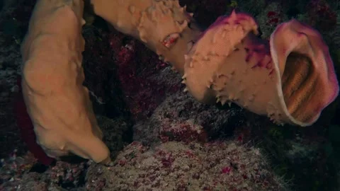 Large Pink Sea Sponge or Ascidian on Coral Reef Underwater Stock Footage 316580420