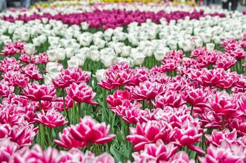 Large pink Tulip Stock Photos