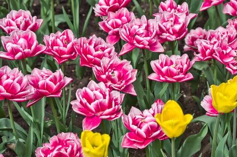 Large pink Tulip Stock Photos