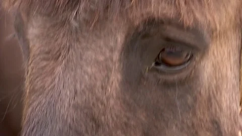 A large plan for the head of a brown horse of Icelandic breed in the pen. Vídeos de archivo 83327152