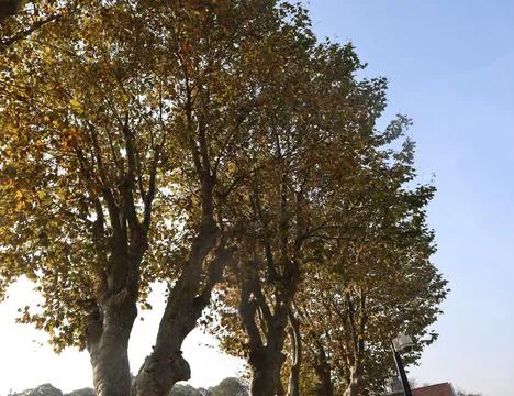 Large plane trees whose leaves are beginning to turn yellow. Autumn concept. Stock Photos