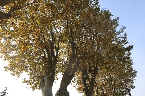 Large plane trees whose leaves are beginning to turn yellow. Autumn concept. Stock Photos