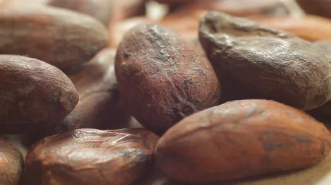 Large plans of raw cacao beans. Healthy eating lifestyle. Macro shot. Stock Footage 50307399