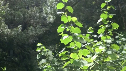 Large Plant in a backyard with a Tree in the Background Stock Footage 114202839
