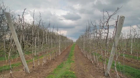 Large plantation of young apple trees in cloudy spring weather Stock Footage 244592332