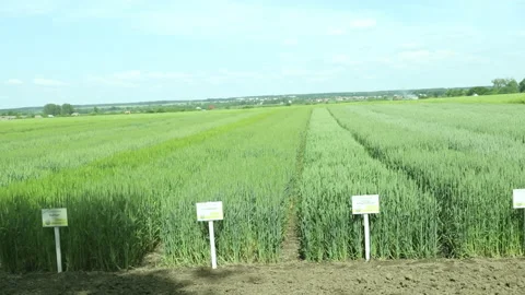 Large plantations of crops. Wheat, rye, oats. Great harvests. The nature of the Stock Footage 177886920